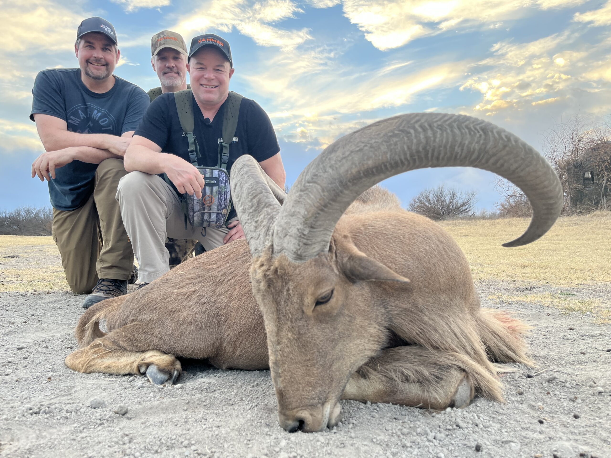 Texas Aoudad - Tru Flight Adventures