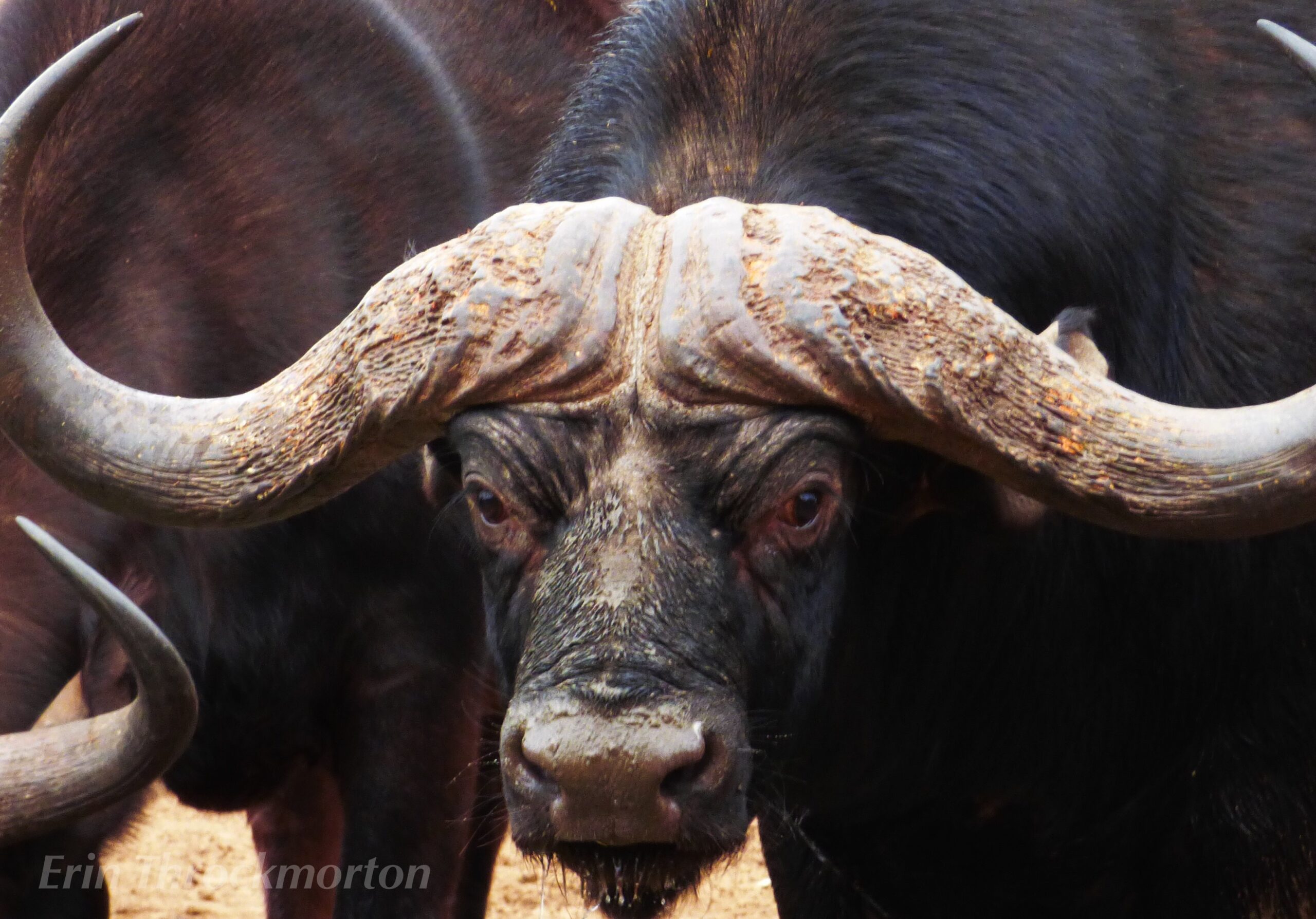 You are currently viewing Cape Buffalo package