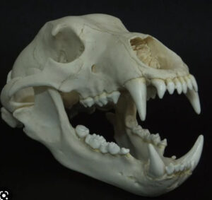 Read more about the article Measuring a bear skull