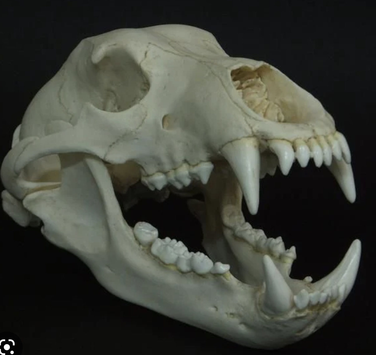 You are currently viewing Measuring a bear skull