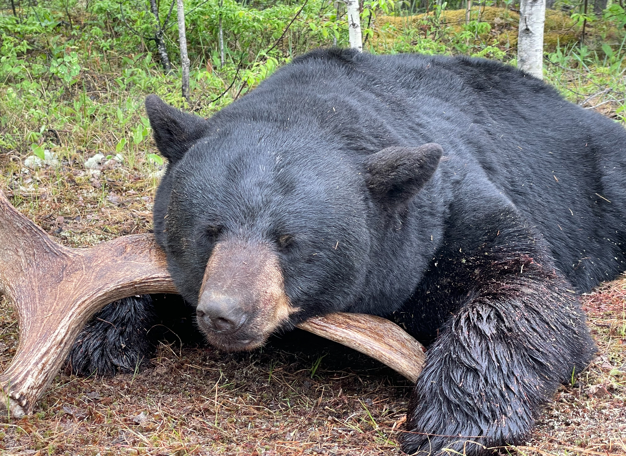 You are currently viewing Spring Black Bear Hunting